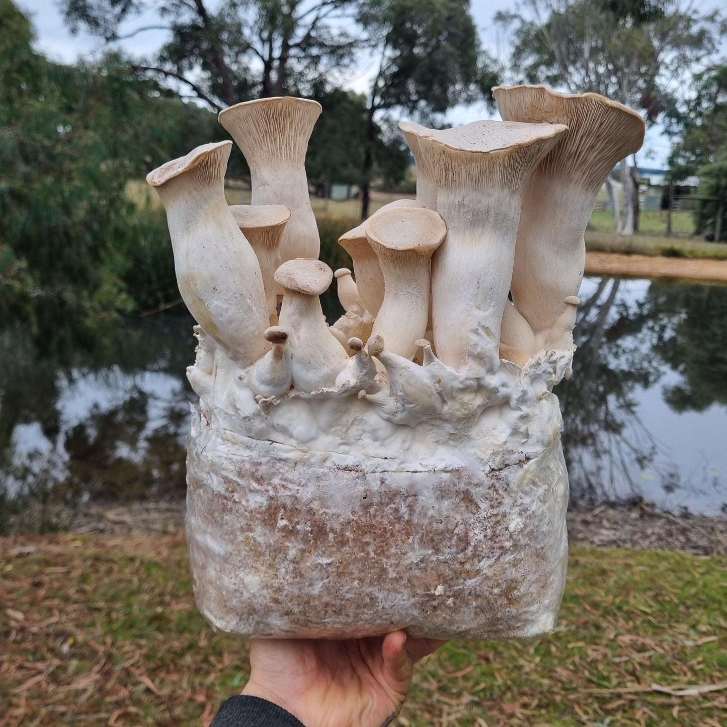 Jason holding fully grown King Brown mushroom